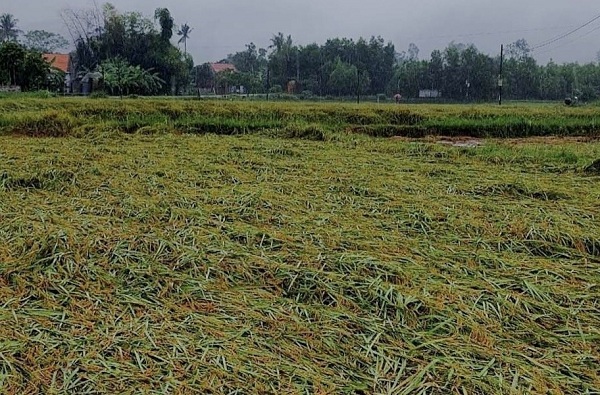 Hàng loạt ruộng nếp vừa chín ở thôn Lộc Thượng (xã Quế Hiệp, Quế Sơn) ngã rạp và ngập nước.