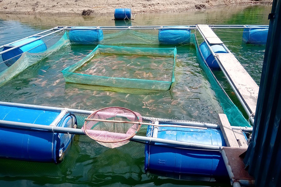 Nghề nuôi cá lồng bè trên lòng hồ thủy điện tiếp tục được hỗ trợ phát triển.
