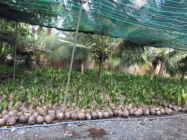 Việc sử dụng vườn nhà để trồng dừa cũng giúp cải thiện môi trường xanh - đẹp, góp phần làm đa dạng các loại cây ăn quả vùng đất ven biển và cho hiệu quả kinh tế cao, đặc biệt là bảo vệ môi trường.