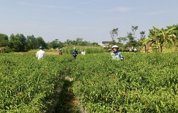 Cây ớt được lựa chọn là cây trồng chủ lực tại vùng nguyên liệu tập trung đã được UBND huyện Phú Ninh quy hoạch.