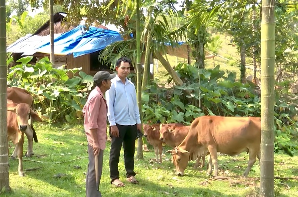 Mô hình nuôi bò trong rẫy sâu tránh xa dịch bệnh ở xã Tiên Lãnh, huyện Tiên Phước, tỉnh Quảng Nam.