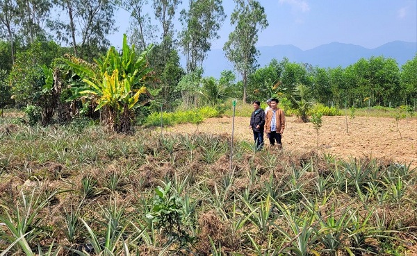 Mô hình vườn bưởi xen canh cây dứa với hệ thống nước tưới tự động tại Đại Lộc.