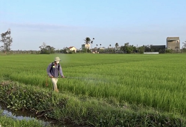 Nông dân phun thuốc phòng trừ sâu hại trên lúa.