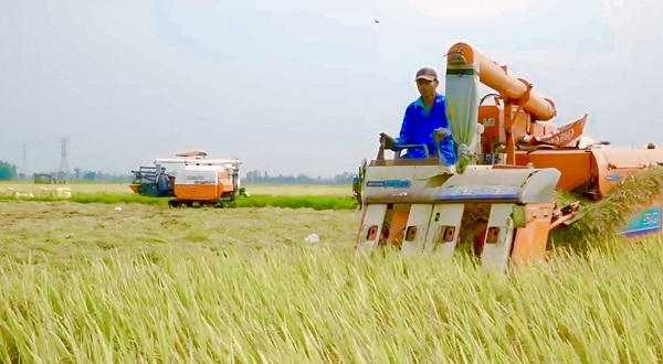 Nông dân trên địa bàn tỉnh Quảng Nam hối hả triển khai thu hoạch lúa đông xuân 2023 – 2024.