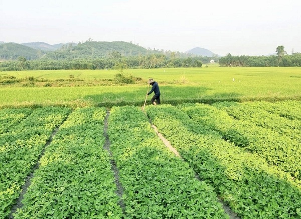 Vụ đông xuân này, mô hình trồng đậu phụng thâm canh trên đất lúa chuyển đổi ở xã Quế Hiệp mang lại hiệu quả cao.