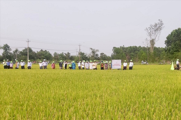 Liên kết với doanh nghiệp sản xuất hạt giống lúa thuần, thu nhập của nông dân tăng thêm 25 - 30% so với làm lúa thường.