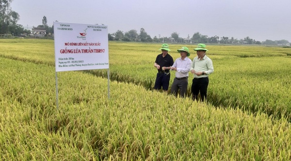 Tham quan mô hình liên kết sản xuất hạt giống lúa TBR97 tại xã Đại Thắng, huyện Đại Lộc, tỉnh Quảng Nam.