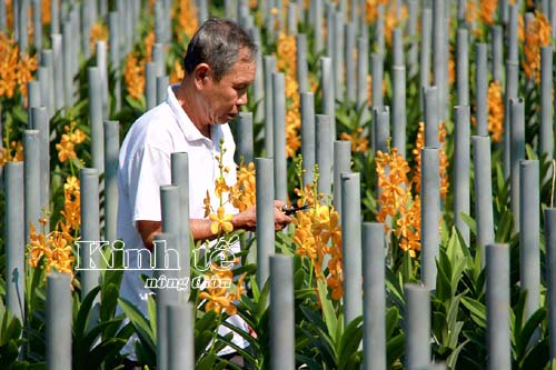 HLV và TT TP.Hồ Chí Minh: Ưu tiên nhân rộng mô hình trồng rau, hoa công nghệ cao