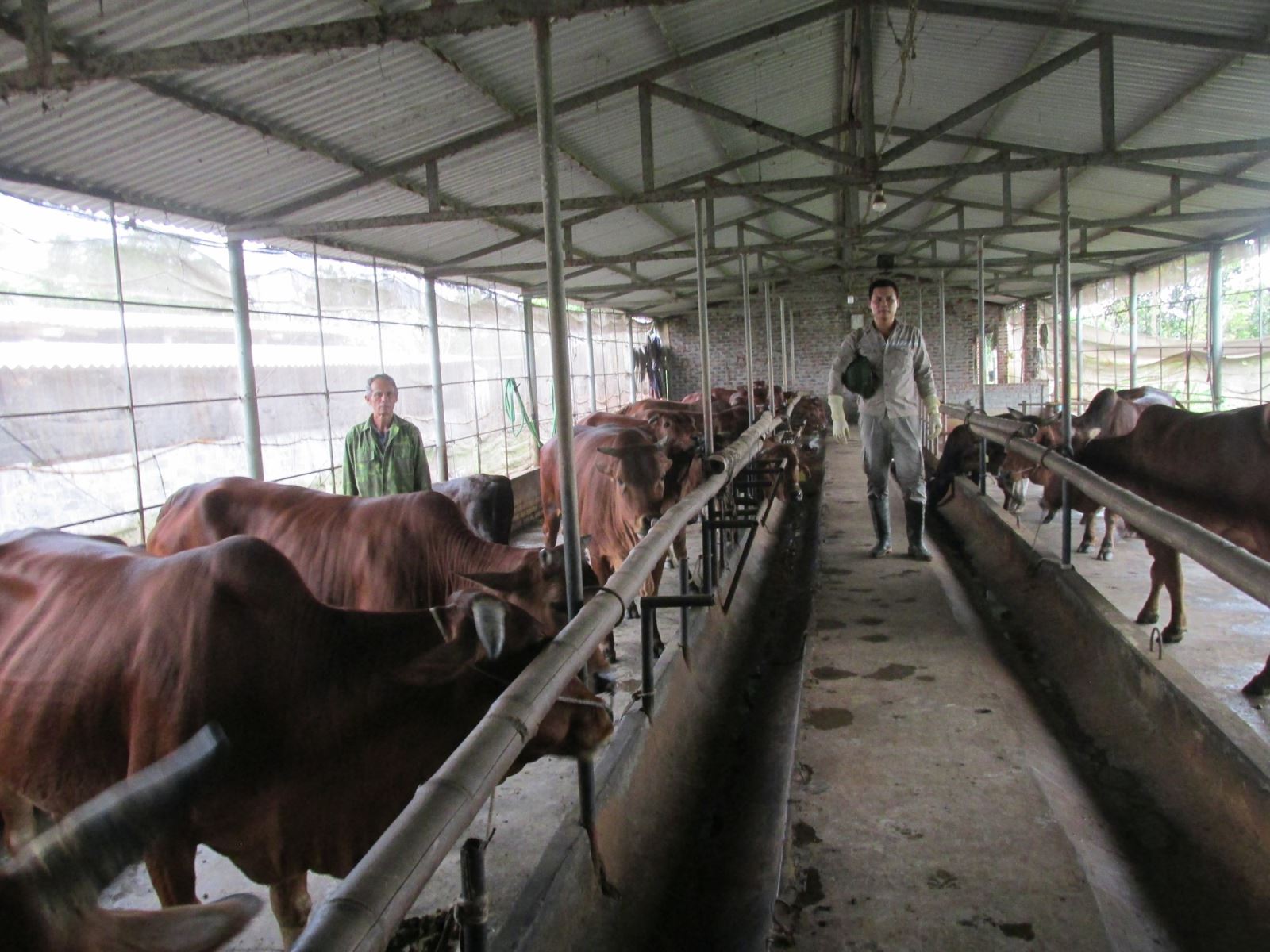 Trang trại nuôi bò khủng của lão nông Hà Nội mỗi năm lãi 225 tỷ