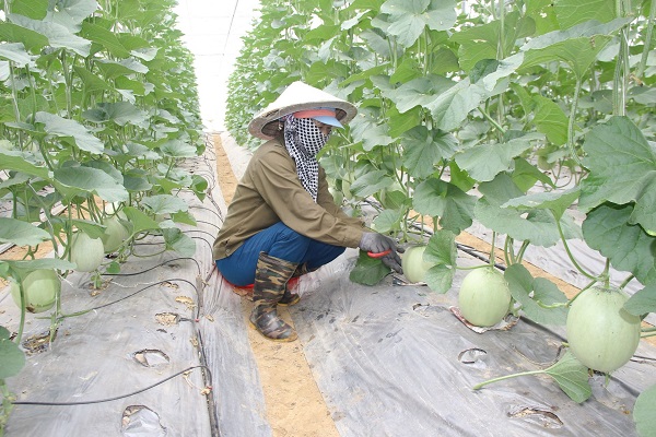 Giải pháp hỗ trợ phát triển nông nghiệp có hiệu quả ở Nghệ An