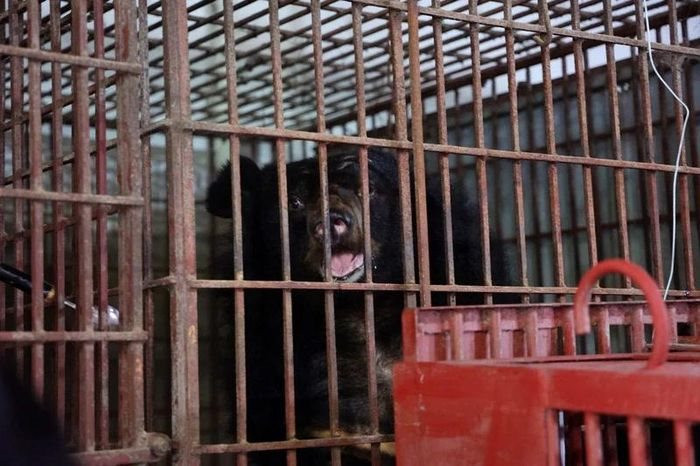 Một trong hai cá thể gấu được cứu hộ. (Ảnh: Tổ chức Động vật châu Á cung cấp).
