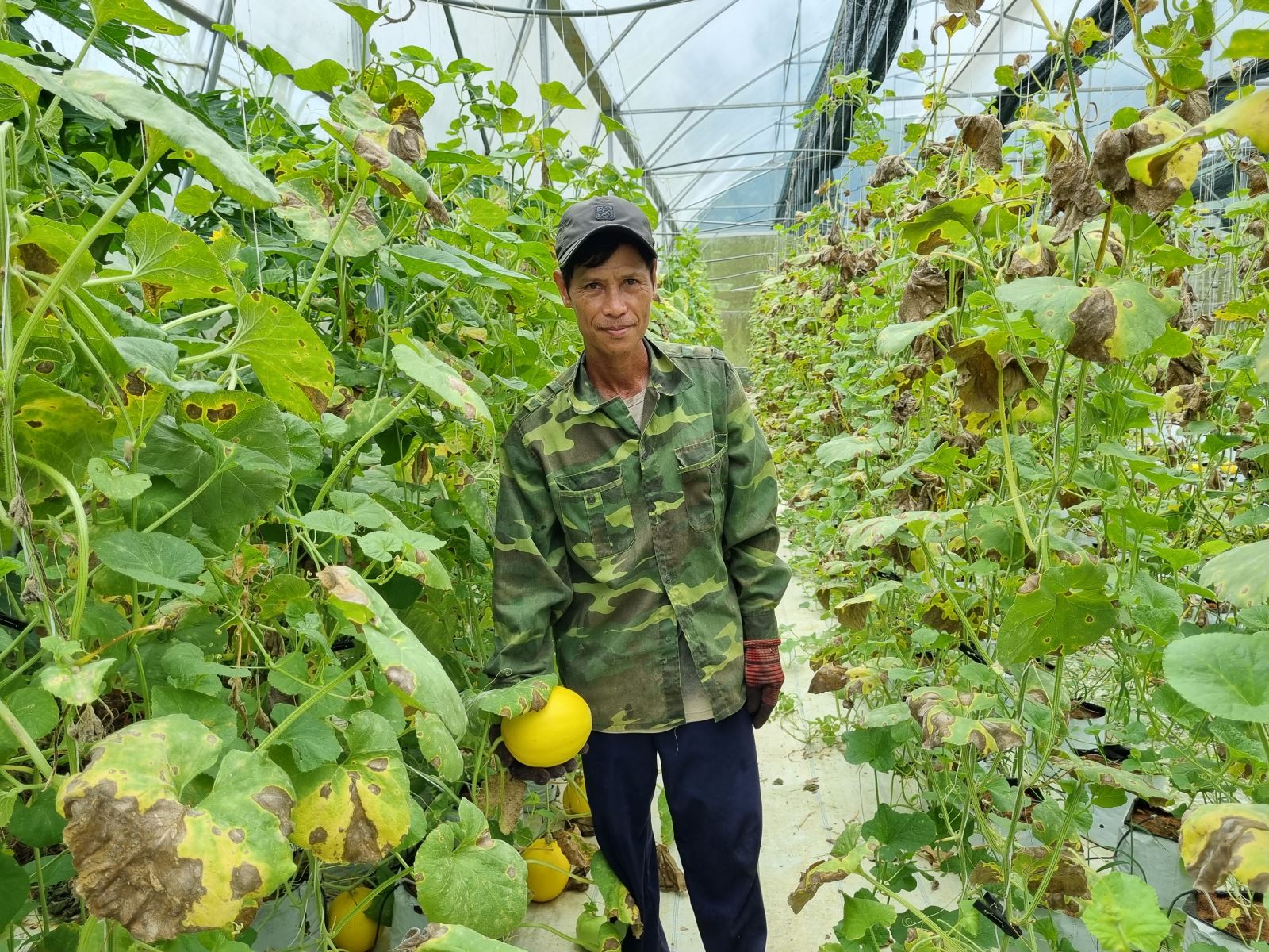 Mô hình trồng dưa lê trong nhà màng ứng dụng công nghệ cao của gia đình ông Lê Lơi ở xã Hương Xuân, huyện Nam Đông mang lại hiệu quả kinh tế cao. Ảnh: T. Thành