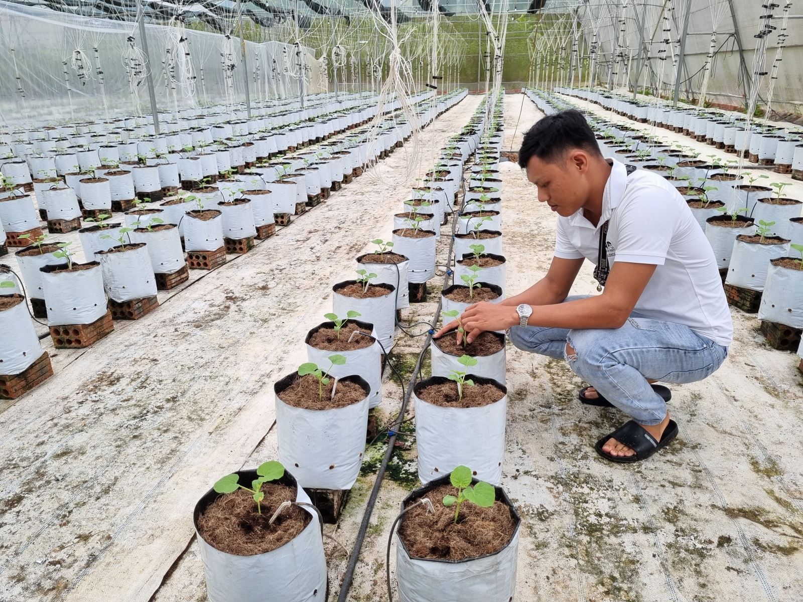 Mô hình trồng dưa lê trong nhà màng ứng dụng công nghệ cao mở ra triển vọng ở vùng gò đồi của huyện Nam Đông. Ảnh: T. Thành