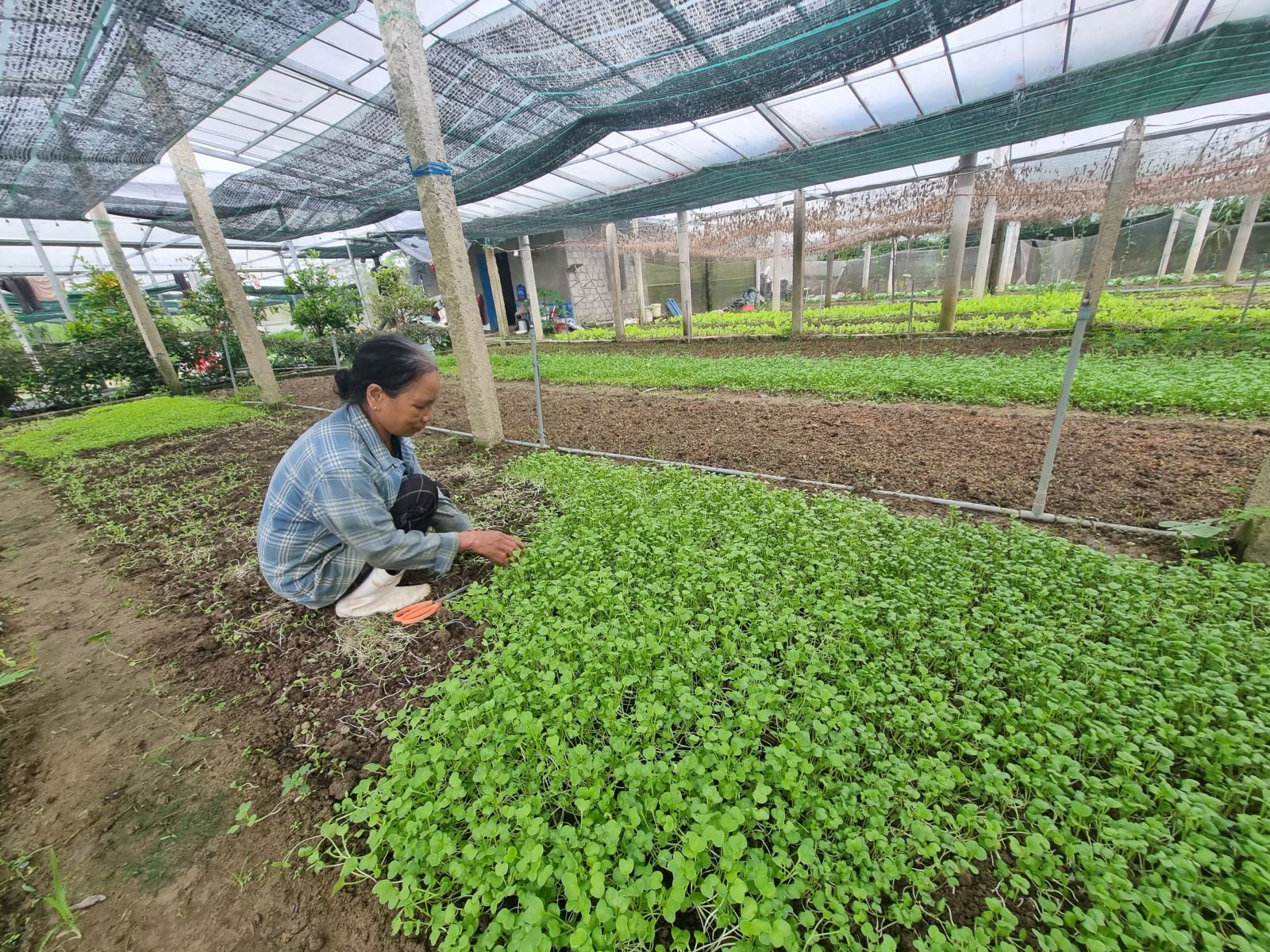 Mô hình trồng hoa tuylip kết hợp trồng rau hữu cơ trong nhà lưới của gia đình Lê Thị Nga tại thị trấn A Lưới, huyện A Lưới. Ảnh: T. Thành