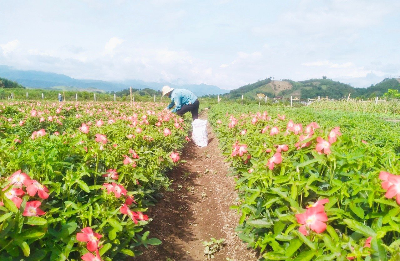 Sâm Bố Chính được kỳ vọng là loại cây trồng giúp người dân thoát nghèo ở huyện miền núi A Lưới, Thừa Thiên-Huế.