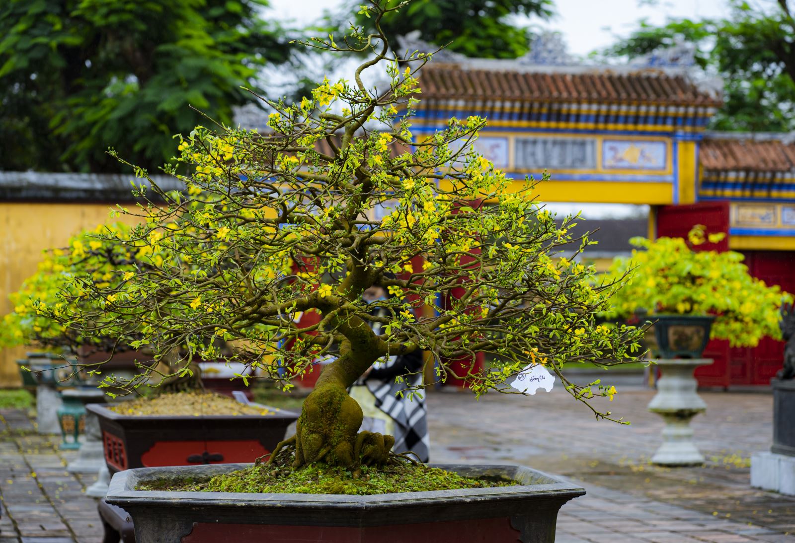 Hoàng mai Huế được trồng từ lâu đời ở cung đình… tạo nên vẻ đẹp sang trọng, trở thành một biểu tượng sắc xuân của thiên nhiên và con người Huế.