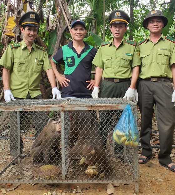 Hai cá thể khỉ quý hiếm do người dân tự nguyện giao nộp đang được nuôi dưỡng ở Hạt Kiểm lâm thị xã Hương Trà.