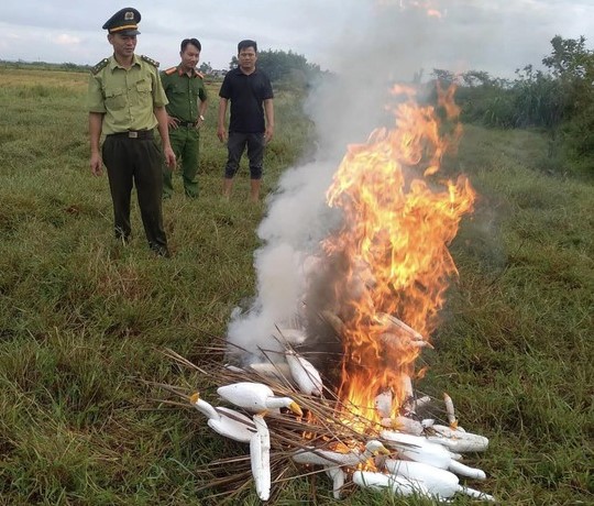Lực lượng chức năng Thừa Thiên- Huế đang tiêu hủy dụng cụ bẫy chim trời.
