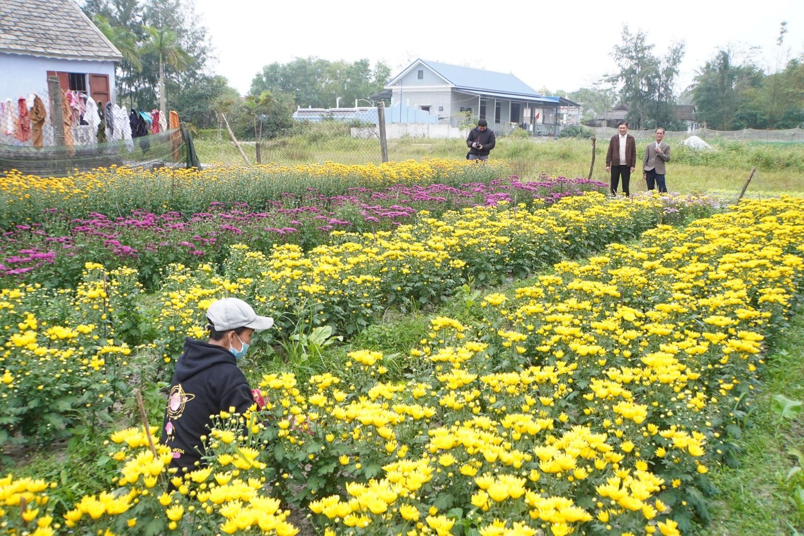 Nhiều năm qua nhiều ở dâ ở xã Vinh Thanh đã chọn việc trồng hoa, cây cảnh làm hướng phát triển kinh tế gia đình và mang lại hiệu quả kinh tế cao.