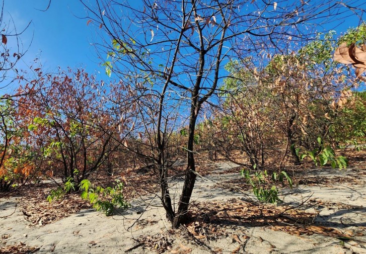 Nhiều diện tích rừng keo của người dân và rừng dự án lâm nghiệp phòng hộ ven biển ở TP. Huế bị rụng lá, chết khô do nắng nóng.