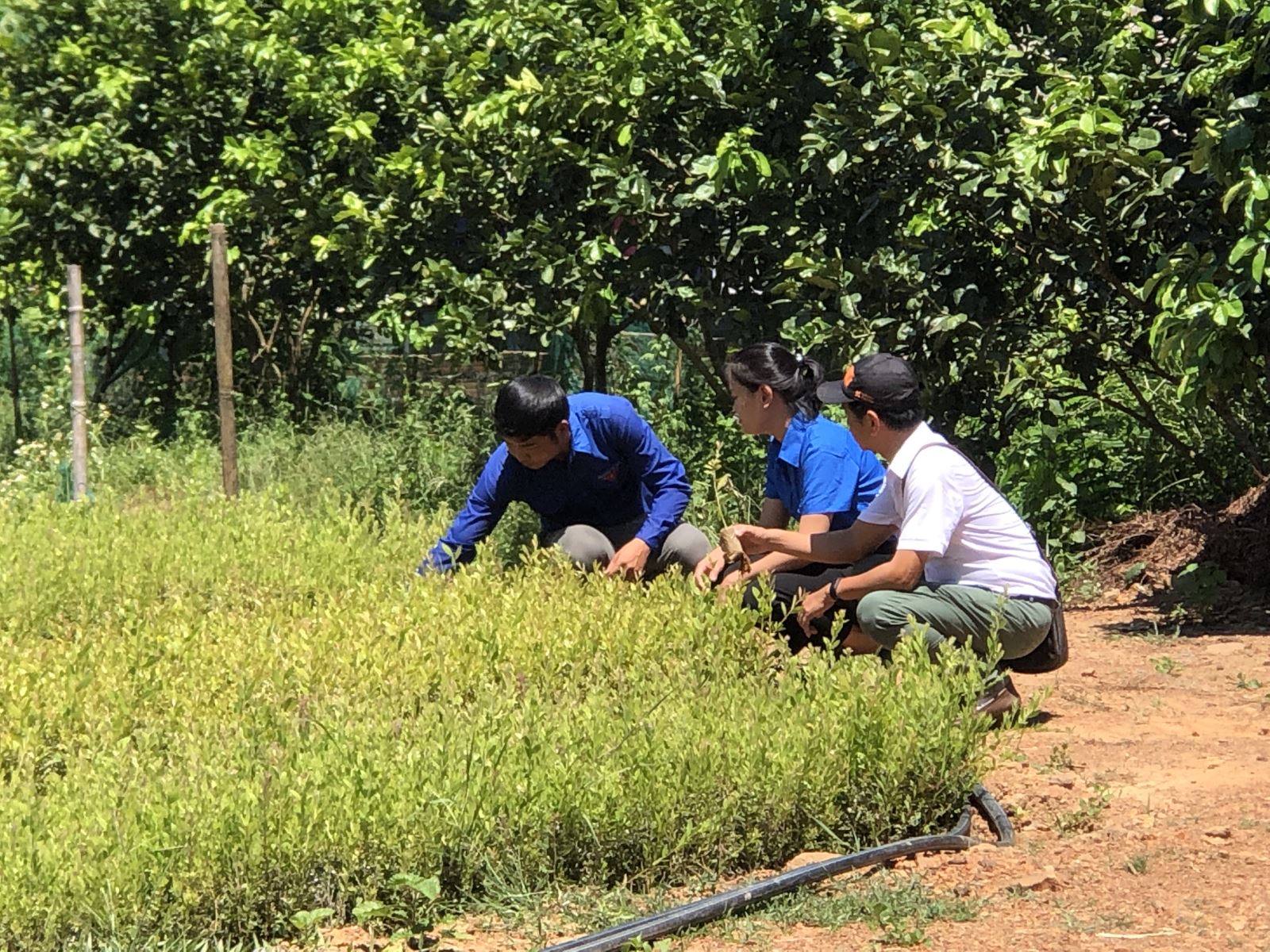 Vườn ươm tràm dược liệu của anh Chẩn ở xã Phong Xuân, huyện Phong Điền.