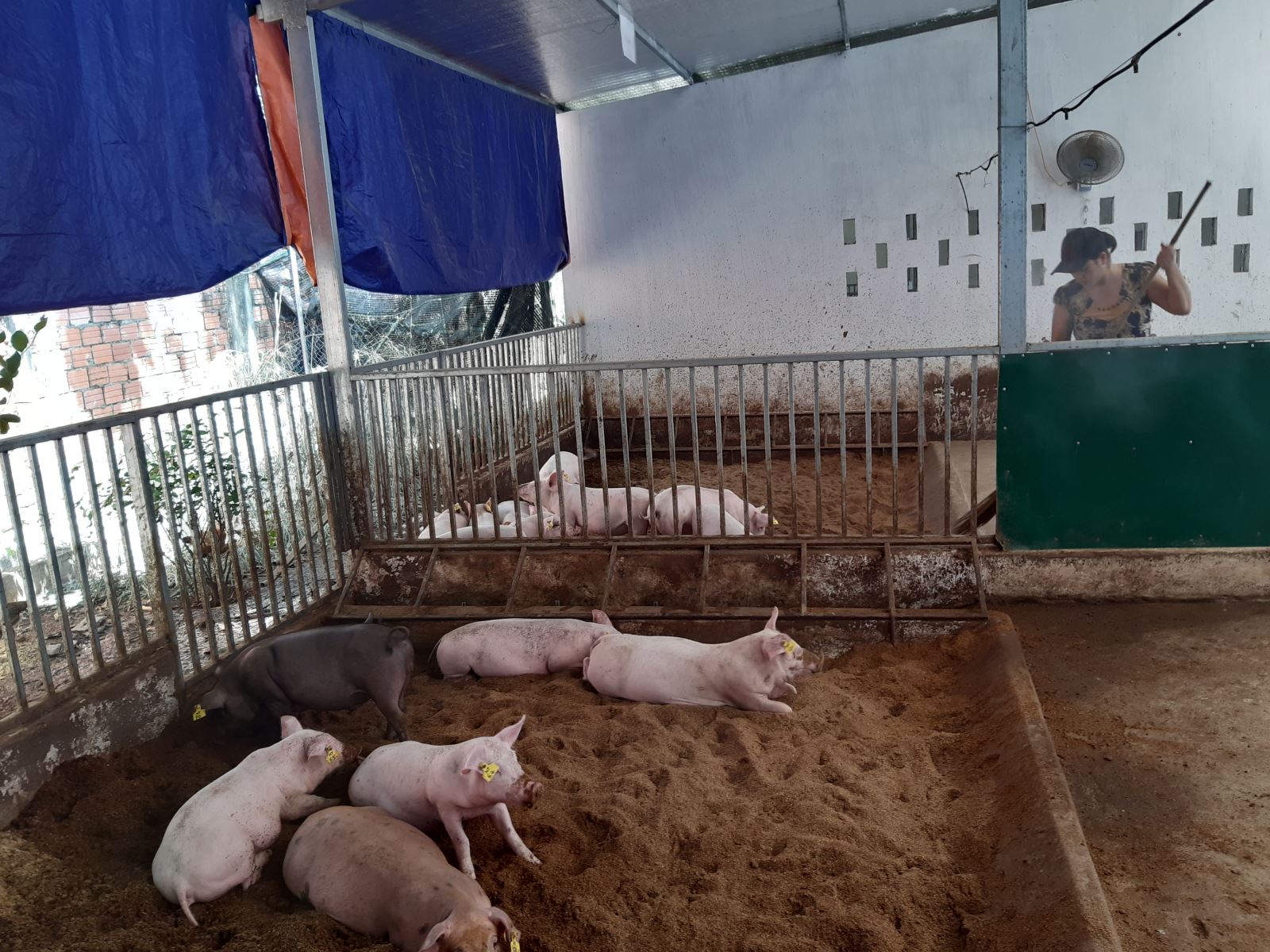Chăn nuôi heo hữu cơ ở Thừa Thiên- Huế.