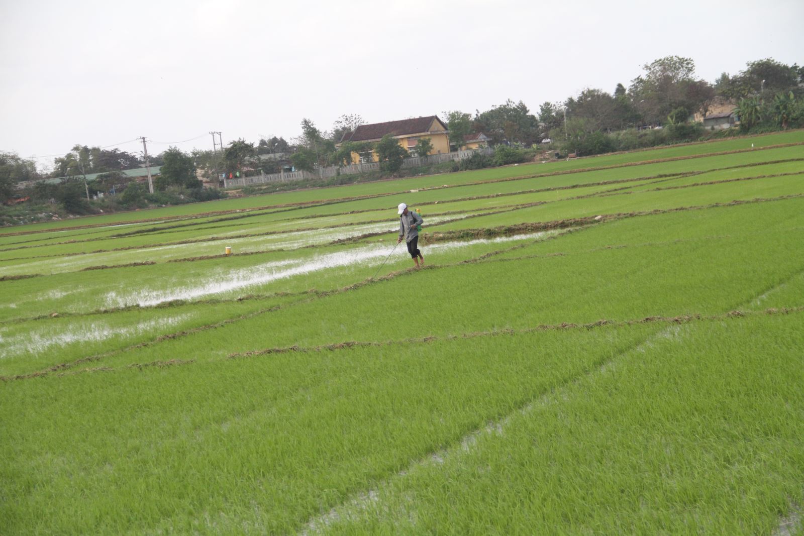 Người dân Thừa Thiên - Huế đang khẩn trương huy động tối đa nhân lực, vật lực để tiêu úng chăm sóc lúa vụ Đông Xuân.