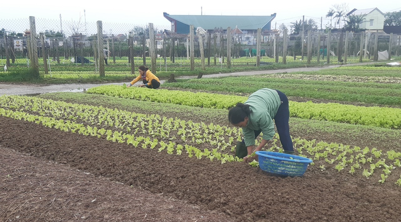 Trồng rau hữu cơ theo tiêu chuẩn VietGap đã mang lại hiệu quả kinh tế cao ở xã Quảng Thành.