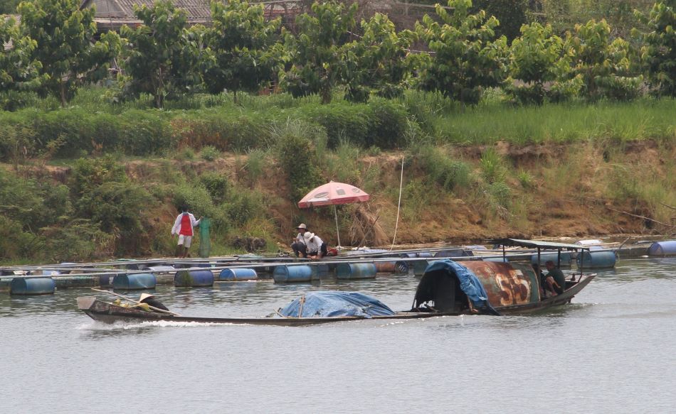 Người dân TT- Huế thu hoạch và chăm sóc cá lồng nuôi trên sông Bồ.  