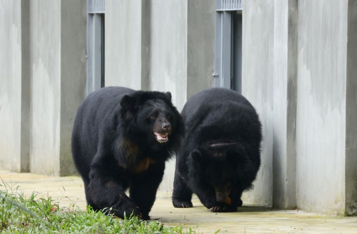 Các cá thể gấu được chăm sóc, bảo tồn tại Vườn Quốc gia Bạch Mã.