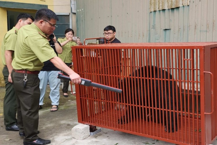 Lực lượng chức năng thực hiện đưa các cá thể gấu được cứu hộ về Trung tâm Cứu hộ gấu Việt Nam tại Vườn Quốc gia Bạch Mã.
