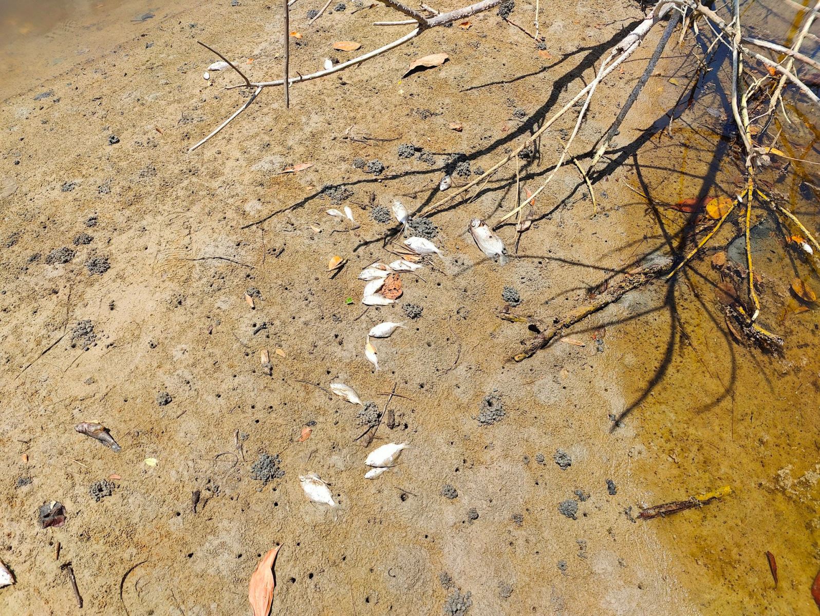 Cơ quan chức năng Thừa Thiên Huế đang làm rõ nguyên nhân khiến cá tự nhiên chết bất thường hàng loạt tại sông Mỹ Gia đoạn qua thôn Phú Hải, xã Lộc Vĩnh (huyện Phú Lộc).