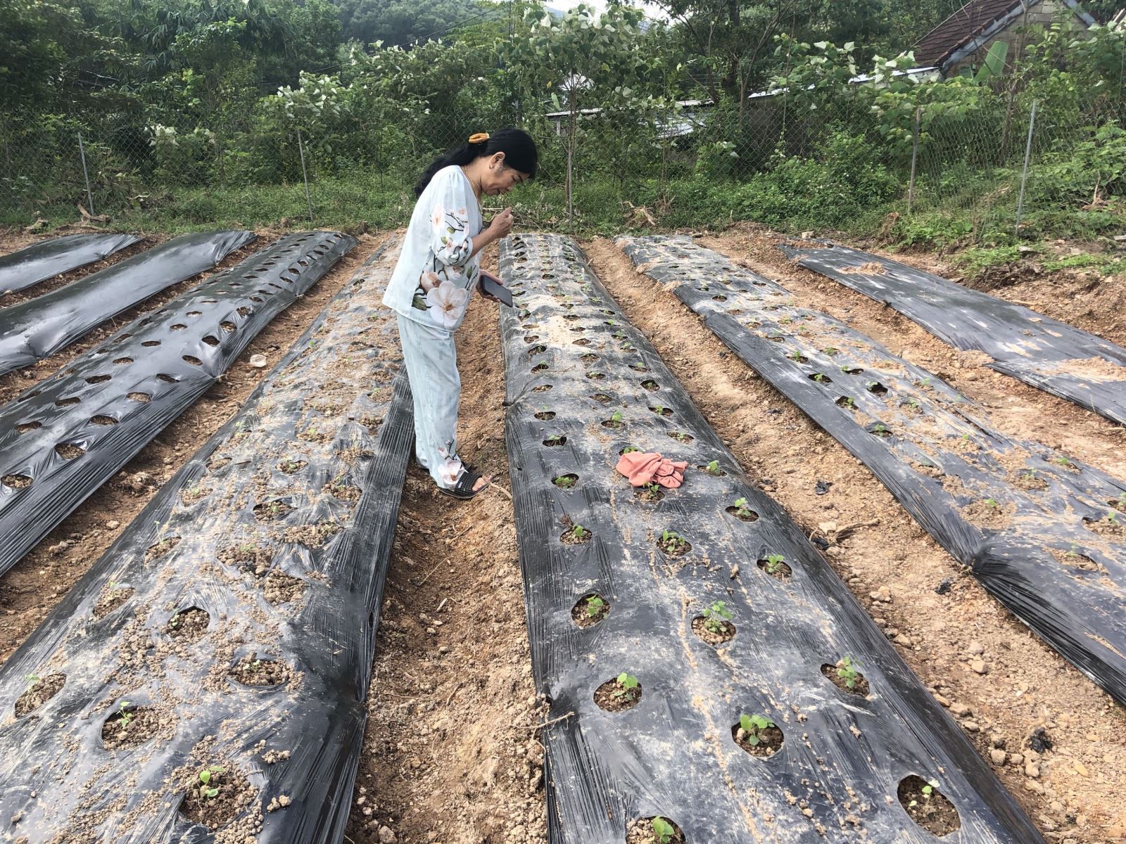  TX. Hương Thủy triển khai trồng thử nghiệm 2.500m2 cây sâm Bố Chính theo phương pháp hữu cơ trên đất vùng gò đồi ở xã Phú Sơn.