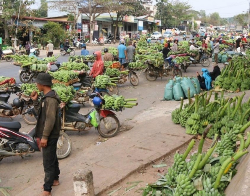Hoạt động mua bán chuối mật mốc rất náo nhiệt, tấp nập ở khu vực vùng núi Quảng Trị.