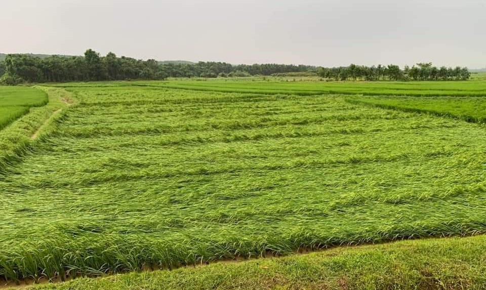 Mưa lớn kèm theo gió mạnh cũng đã khiến hàng trăm ha lúa Đông Xuânở Thừa Thiên Huế bị đổ ngã, hư hại.