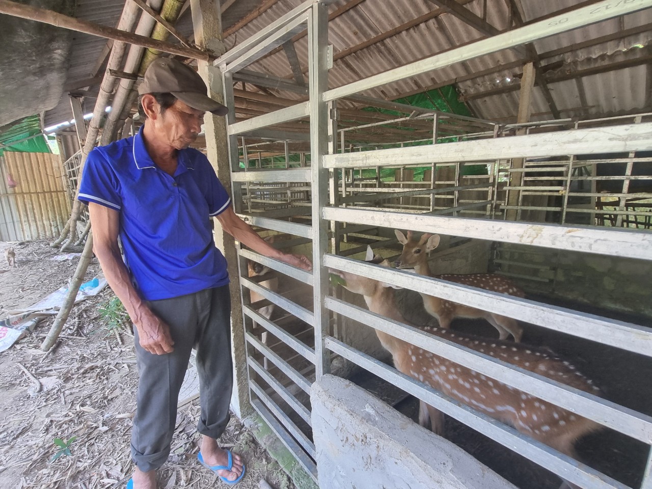 Ông Trần Quang Tiến cho biết việc bùn thất thải hôi thối cũng đã ảnh hưởng đến sản xuất, chăn nuôi của gia đình ông ở gần đó.