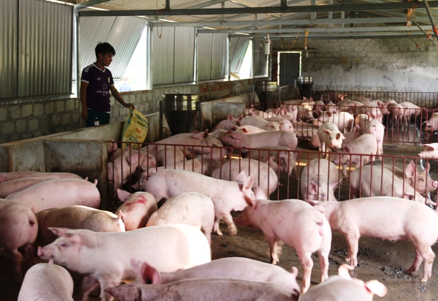 Mô hình chăn nuôi lợn liên kết với doanh nghiệp tạo nguồn thu ổn định cho người dân