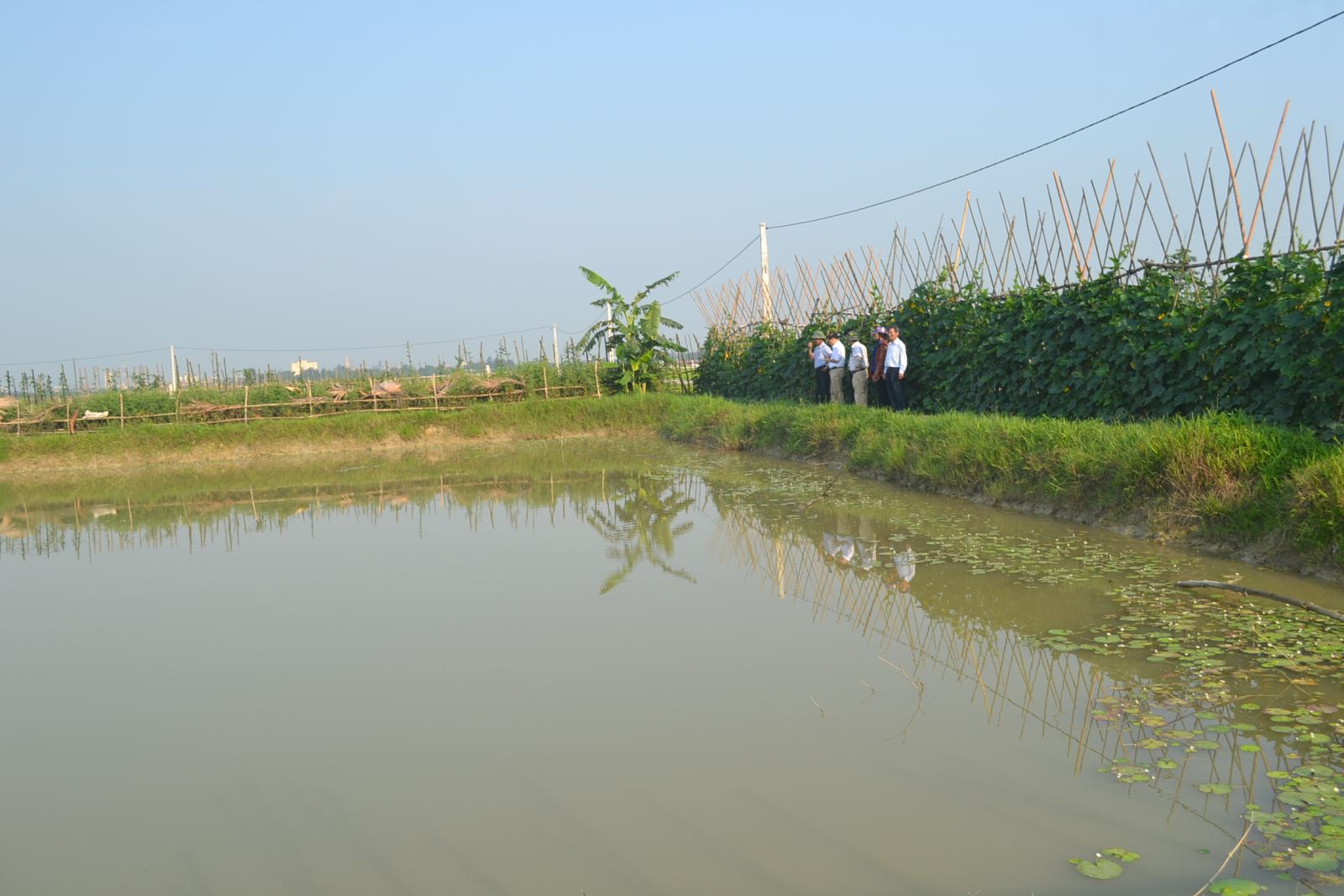 Kinh tế vườn góp phần nâng cao đời sống cho người dân Hà Tĩnh