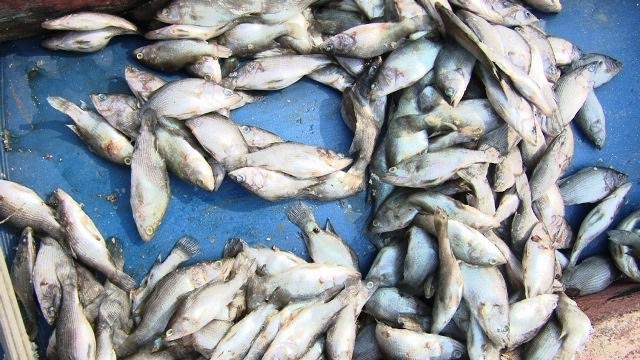Cá chết hàng loạt tại các lồng bè nuôi cá của người dân ở xã Kỳ Lợi