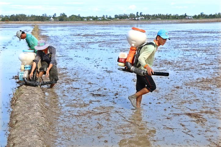 Nông dân sạ lúa bằng máy phun ở xã Đông Thuận, huyện Thới Lai