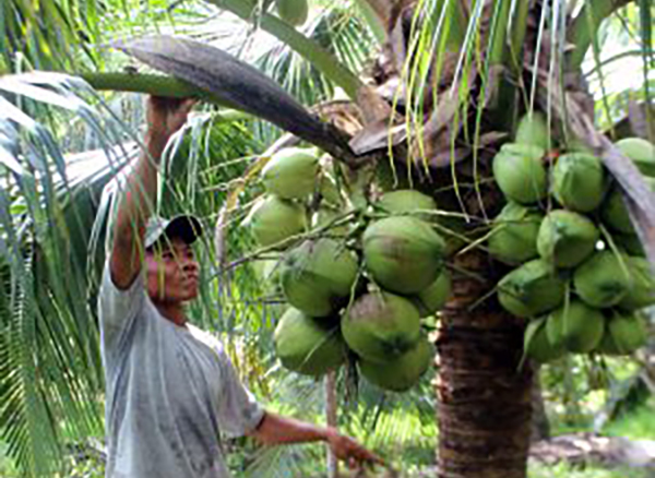 Giống dừa xiêm xanh, được trồng phổ biến hiện nay tại Bến Tre