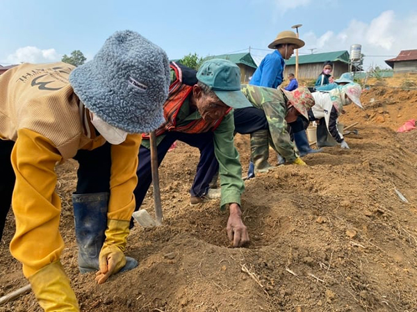 Người dân ở làng Tu Thó, đang tập trung trồng hoa hồng