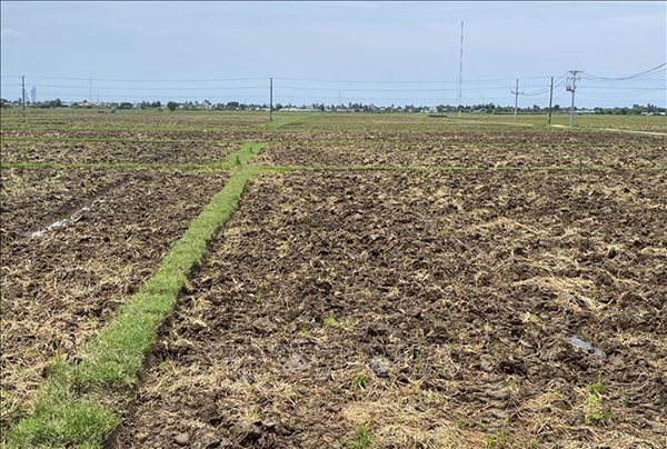 Nông dân ở huyện Ninh Hải, cày ải phơi đất chuẩn bị sẵn sàng cho vụ hè thu 2024