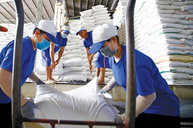Xuất khẩu gạo, Việt Nam đang vươn lên ngôi vị dẫn đầu