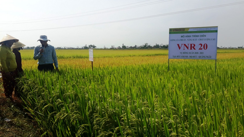 Giống lúa VNR20 trình diễn tại xã Đức Chánh, huyện Mộ Đức, Quảng Ngãi. 