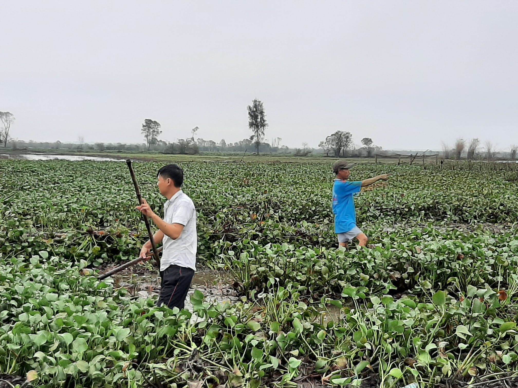 Bèo tây che phủ hơn 231 ha đồng ruộng tại huyện Quảng Điền.