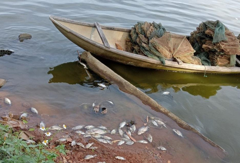 Nhiều địa phương xuất hiện tình trạng cá chết hàng loạt