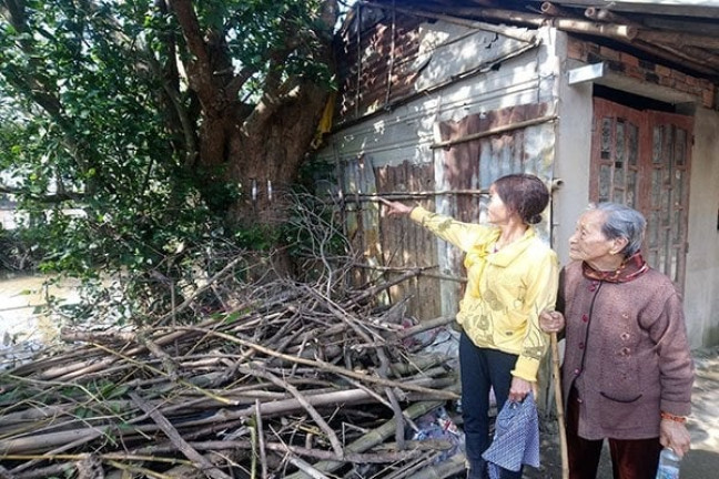 Ngoài những khu vực tập trung, người dân còn trồng cây lộc vừng trong khuôn viên nhà mình.