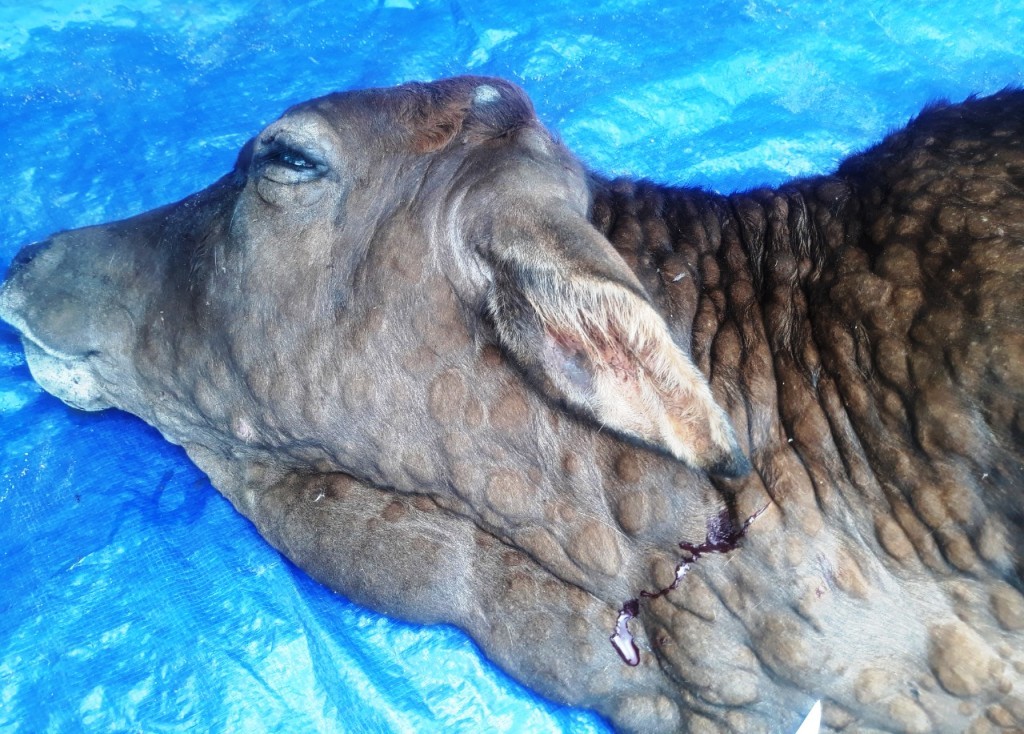 Bệnh viêm da nổi cục ở bò xảy ra trên địa bàn huyện Bình Sơn 