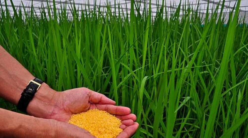 Philippines cấp phép canh tác Gạo Vàng nhằm giải quyết các vấn đề về suy dinh dưỡng